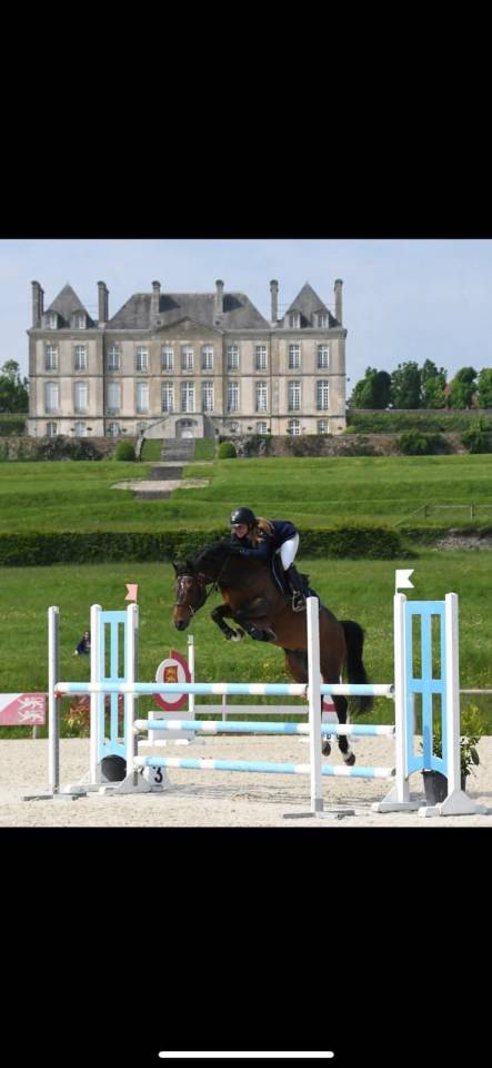 Veulen (ml) Franse rijpony PFS Te koop 2025 Koffie vos ,  LINARO SL