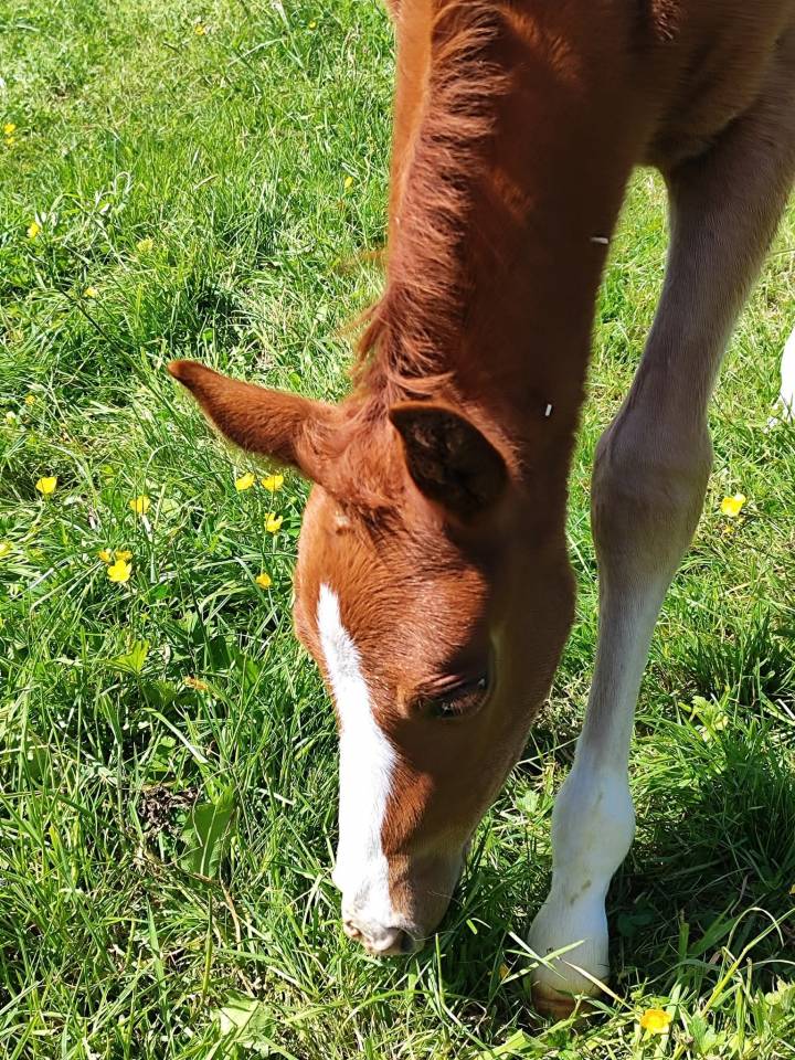 Veulen (ml) Franse rijpony PFS Te koop 2025 Koffie vos ,  LINARO SL