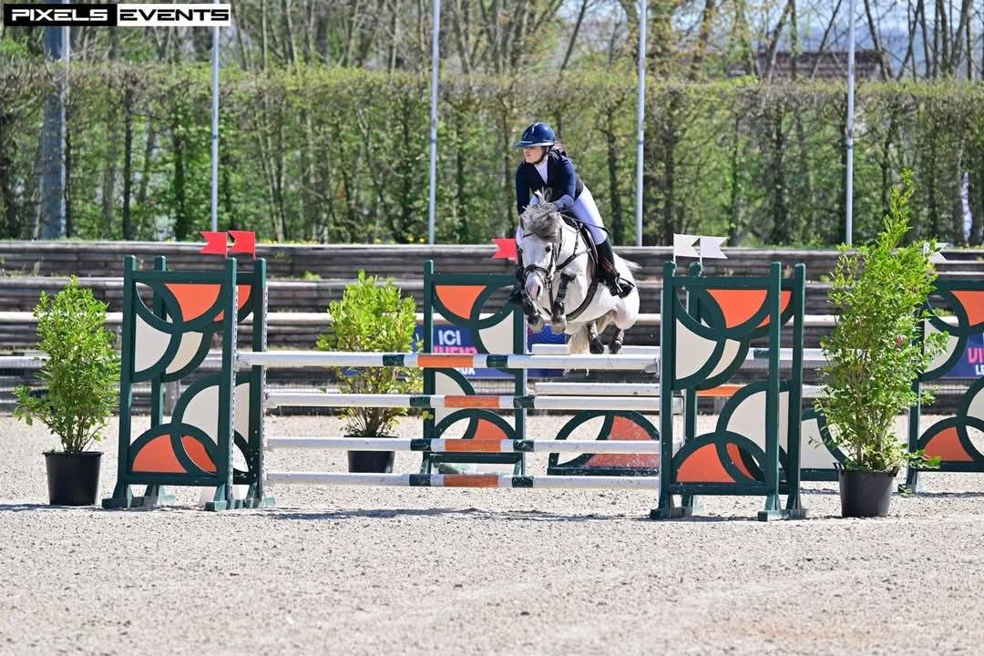 Veulen (ml) Franse rijpony PFS Te koop 2025 Koffie vos ,  LINARO SL
