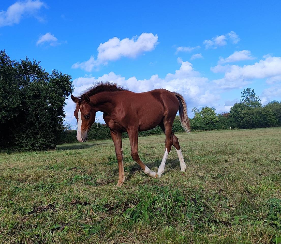 Veulen (ml) Franse rijpony PFS Te koop 2025 Koffie vos ,  LINARO SL