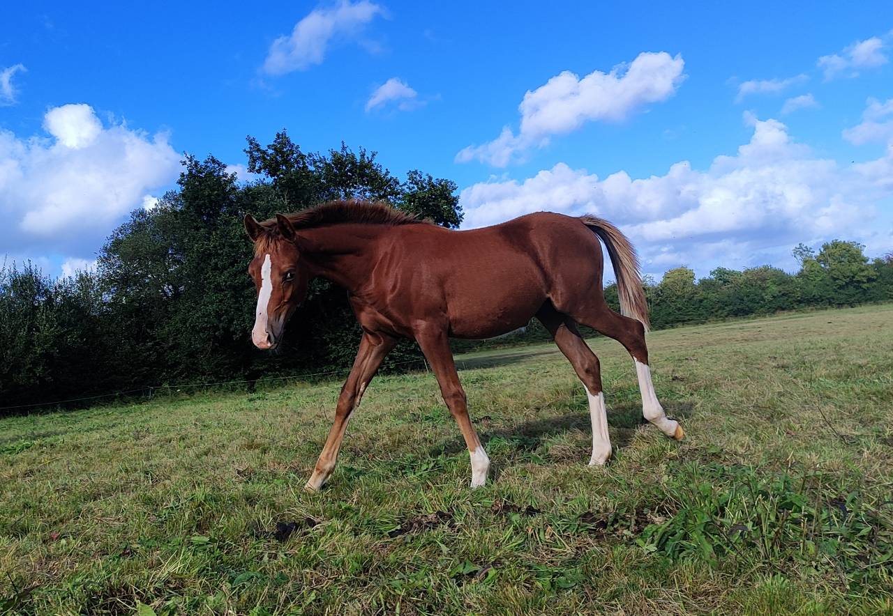 Veulen (ml) Franse rijpony PFS Te koop 2025 Koffie vos ,  LINARO SL