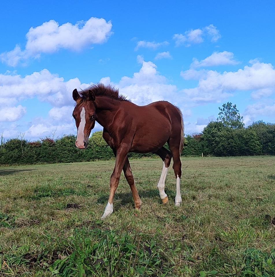 Veulen (ml) Franse rijpony PFS Te koop 2025 Koffie vos ,  LINARO SL
