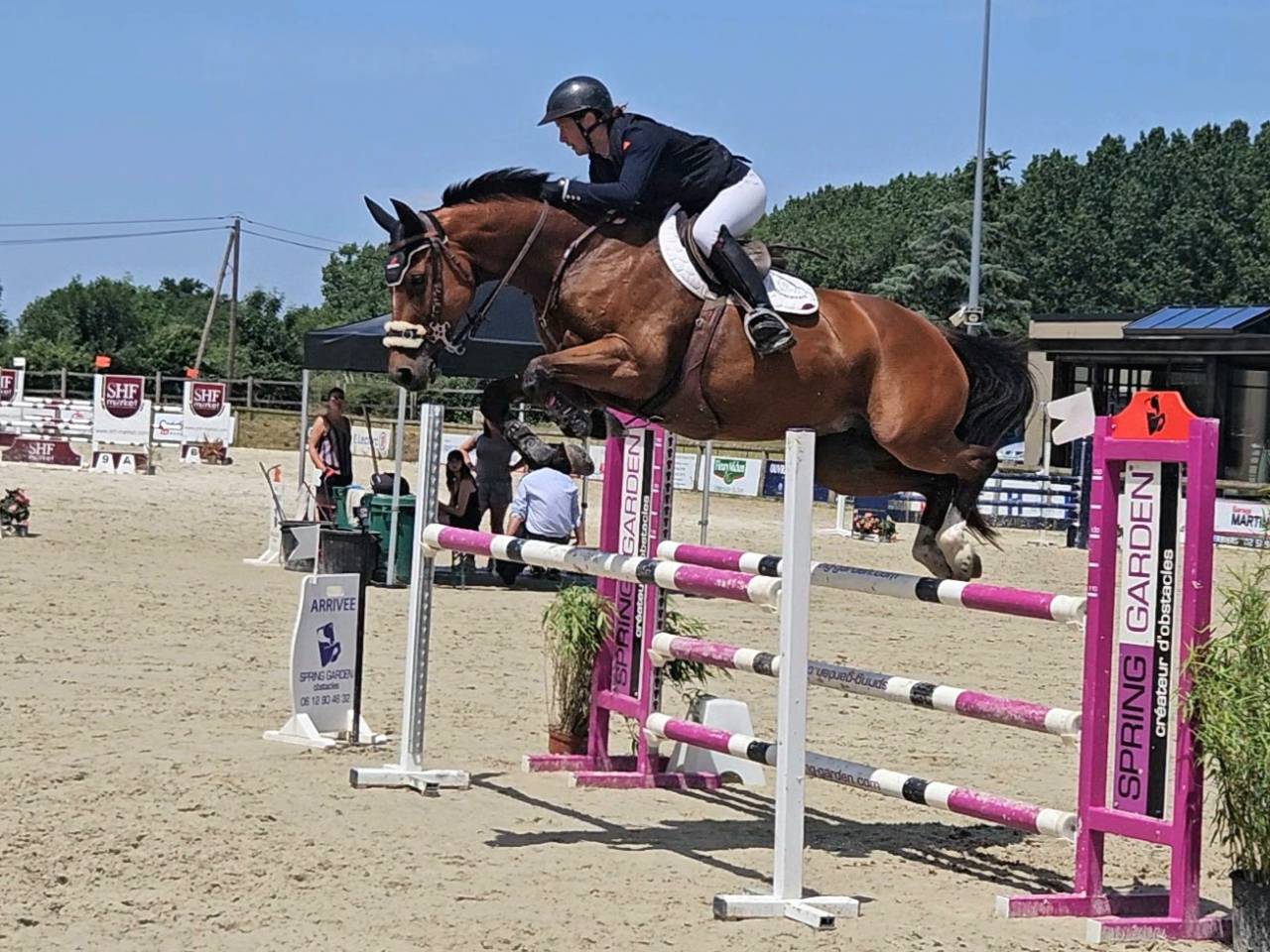 Merrie Selle Français Te koop 2018 Donker bruin / bai