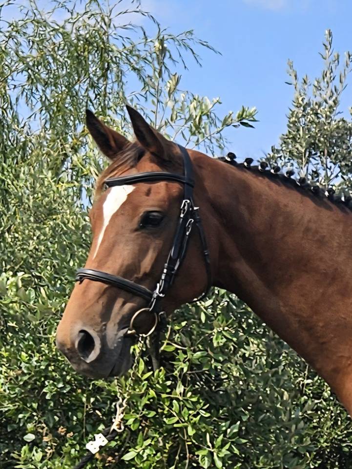 Merrie Selle Français Te koop 2018 Donker bruin / bai