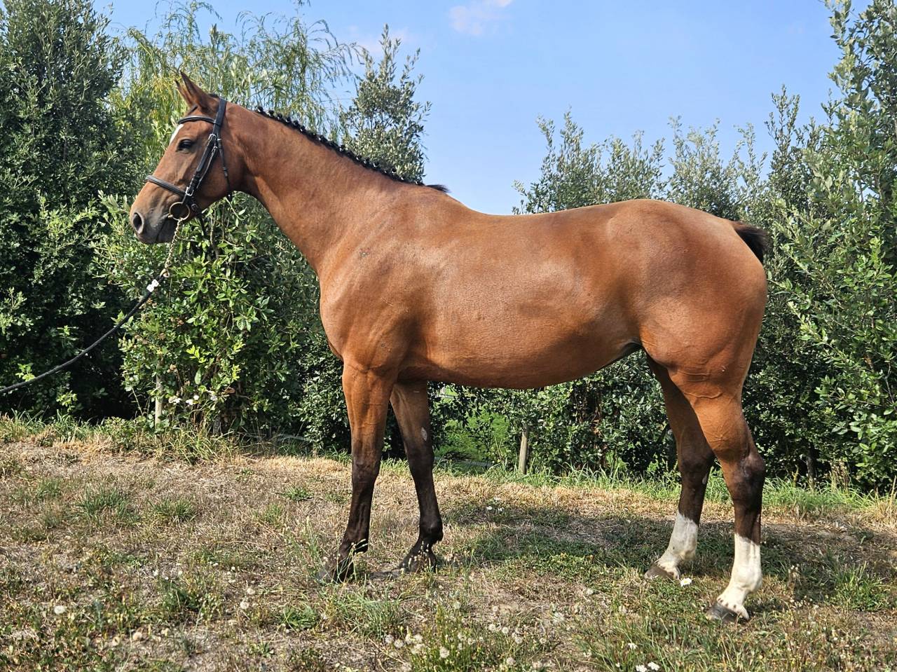 Merrie Selle Français Te koop 2018 Donker bruin / bai