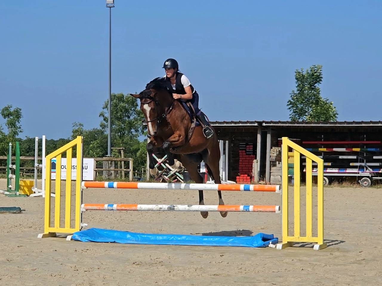 Ruin Selle Français Te koop 2020 Bruin / Bai