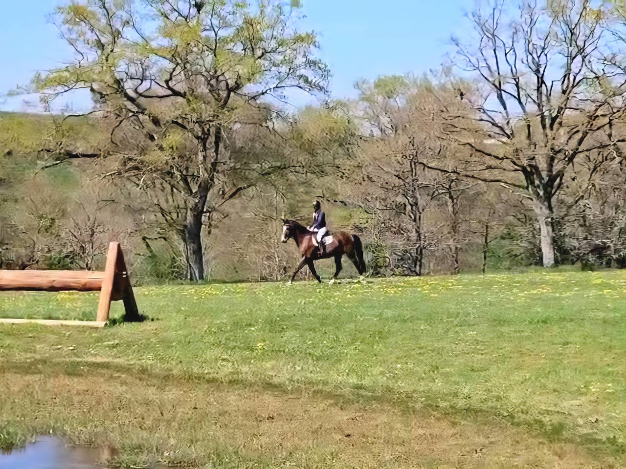 Ruin Selle Français Te koop 2020 Bruin / Bai