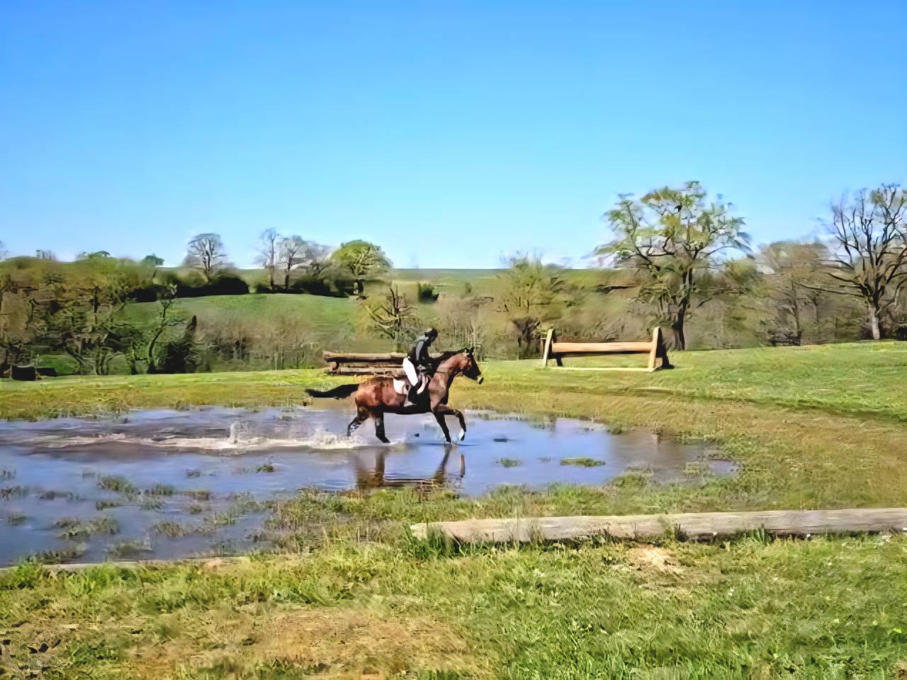 Ruin Selle Français Te koop 2020 Bruin / Bai