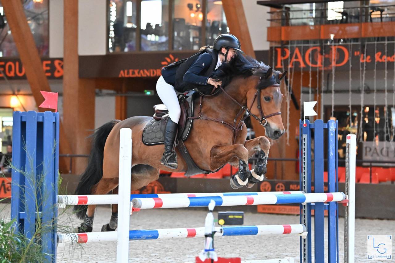 Ruin Franse rijpony PFS Te koop 2013 Donker bruin / bai ,  magic leam pondi