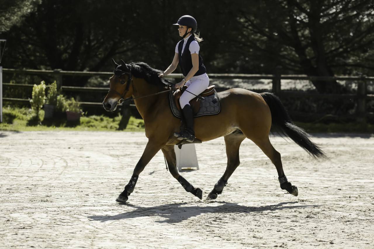 Ruin Franse rijpony PFS Te koop 2013 Donker bruin / bai ,  magic leam pondi