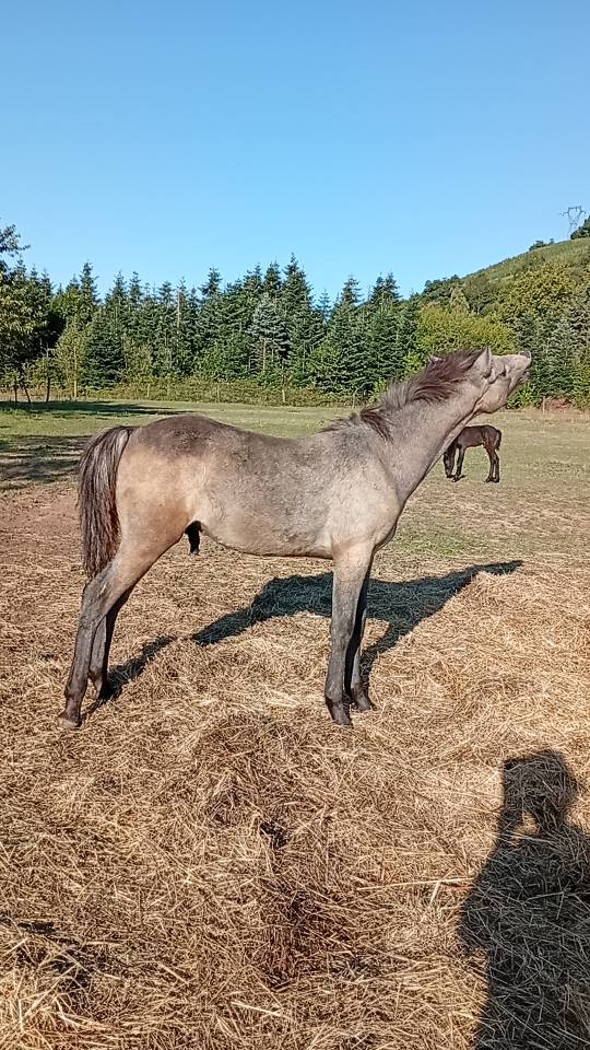 Veulen (ml) Camargue Te koop 2025 Wit