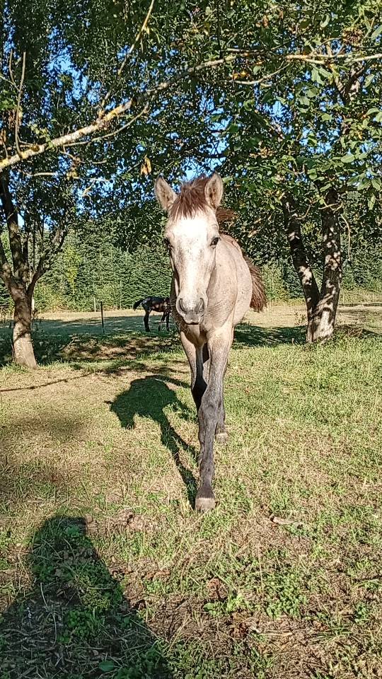 Veulen (ml) Camargue Te koop 2025 Wit