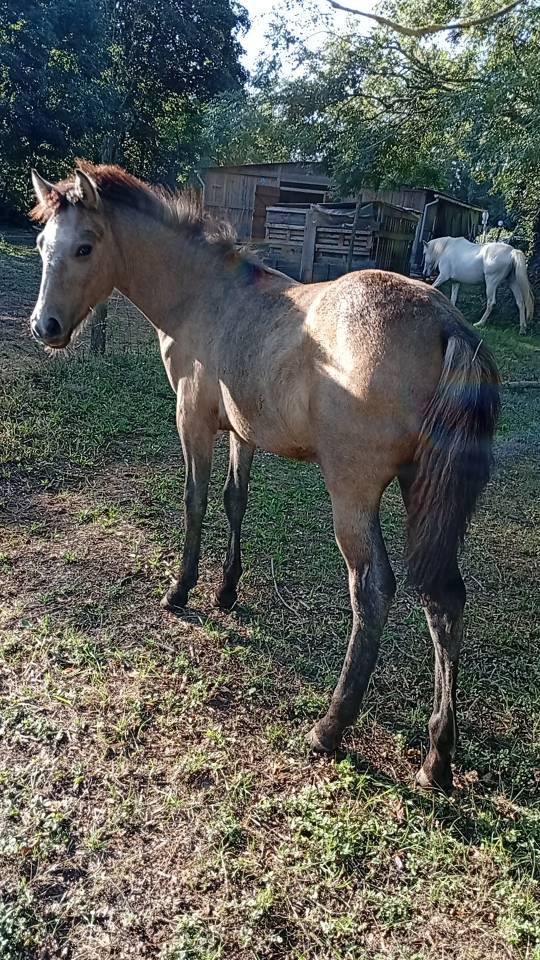 Veulen (ml) Camargue Te koop 2025 Wit