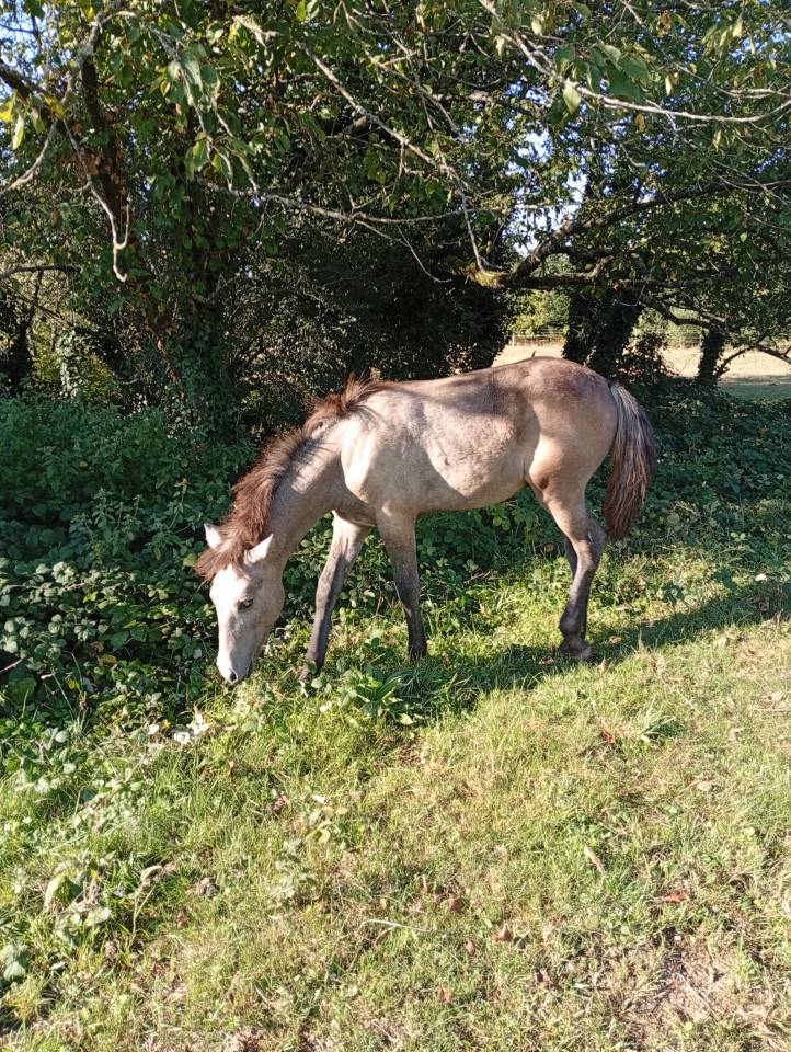 Veulen (ml) Camargue Te koop 2025 Wit