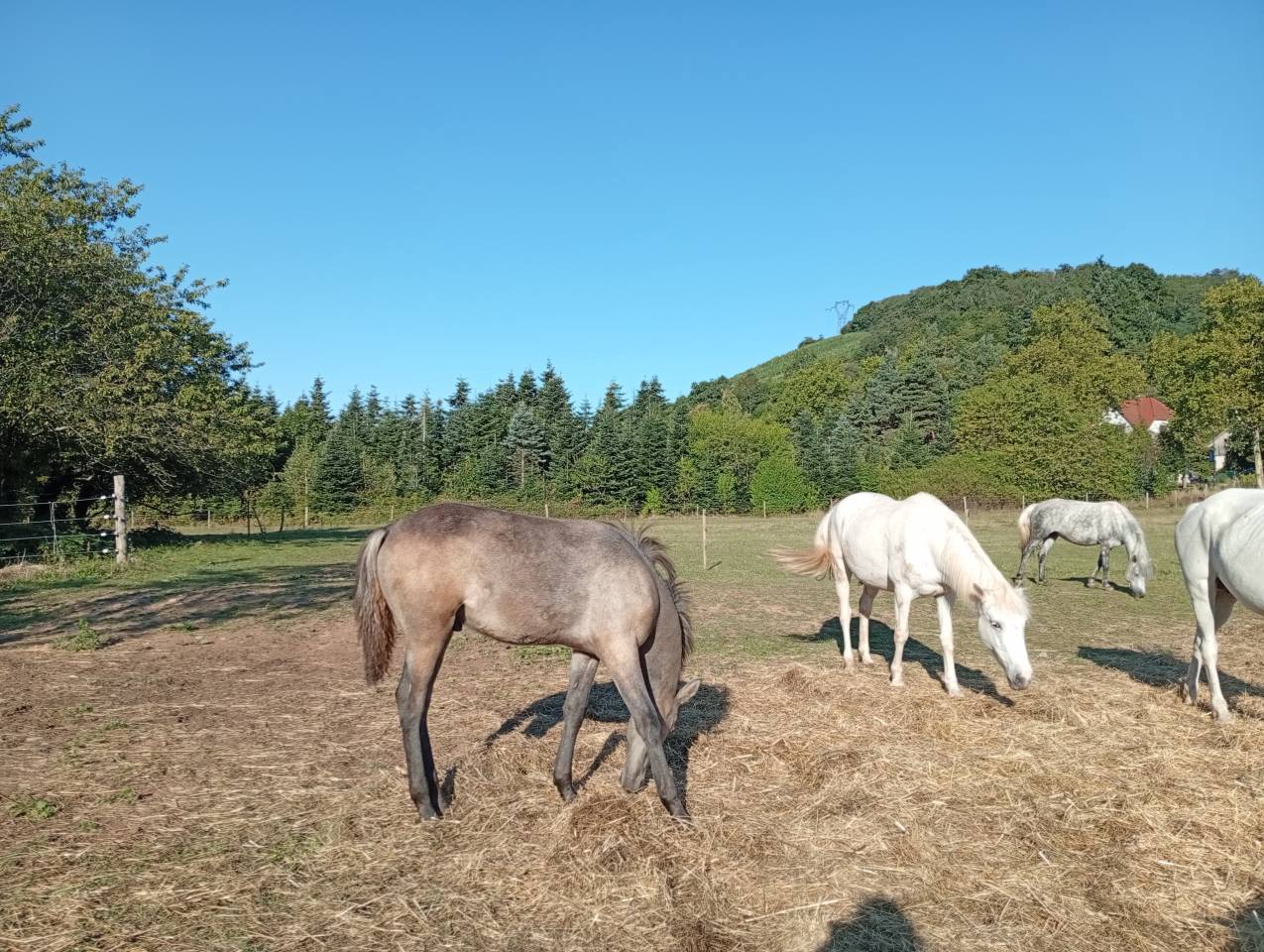 Veulen (ml) Camargue Te koop 2025 Wit