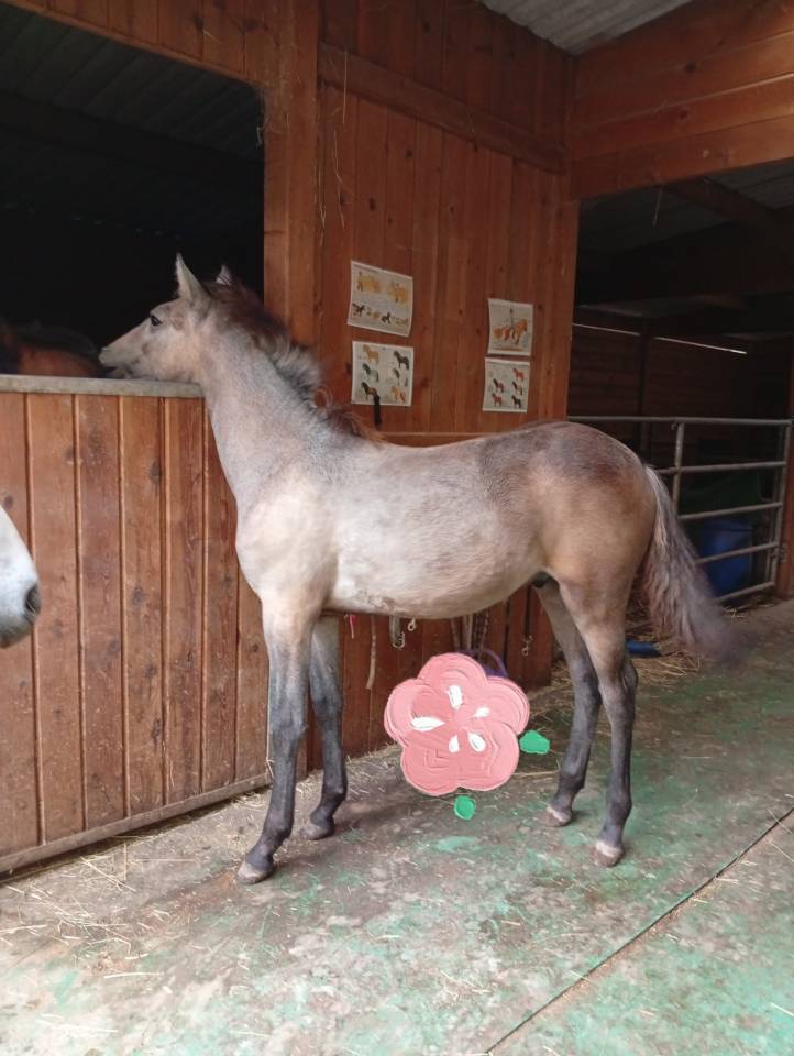 Veulen (ml) Camargue Te koop 2025 Wit