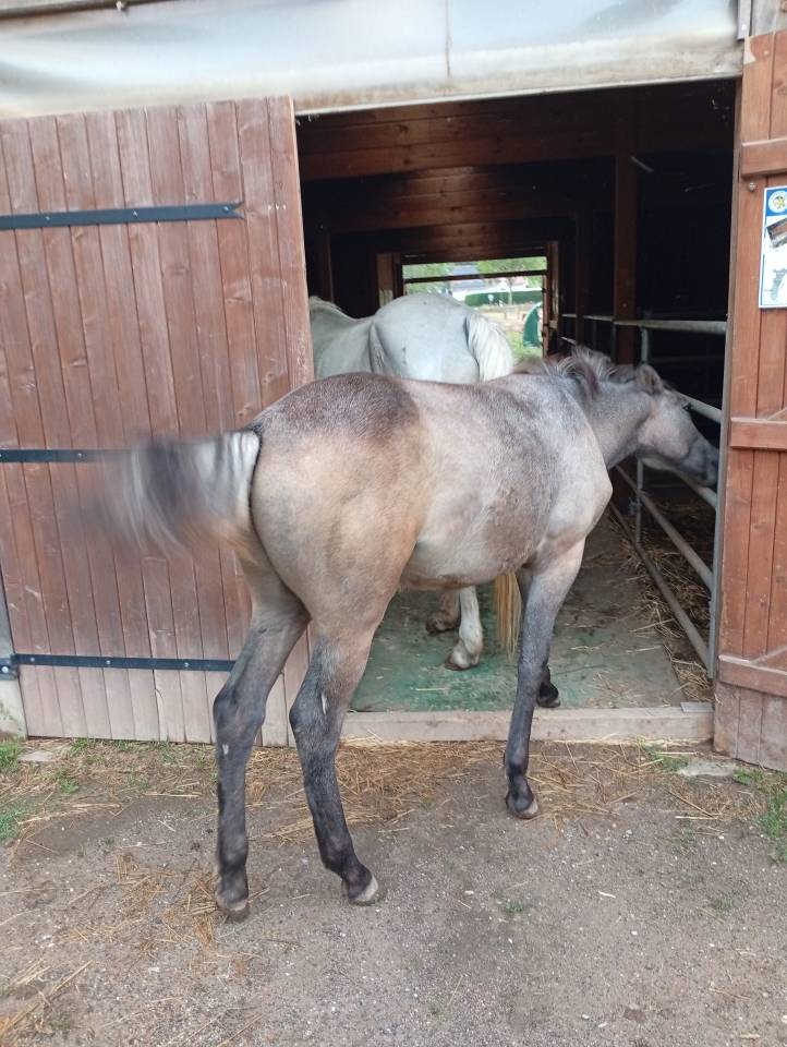 Veulen (ml) Camargue Te koop 2025 Wit