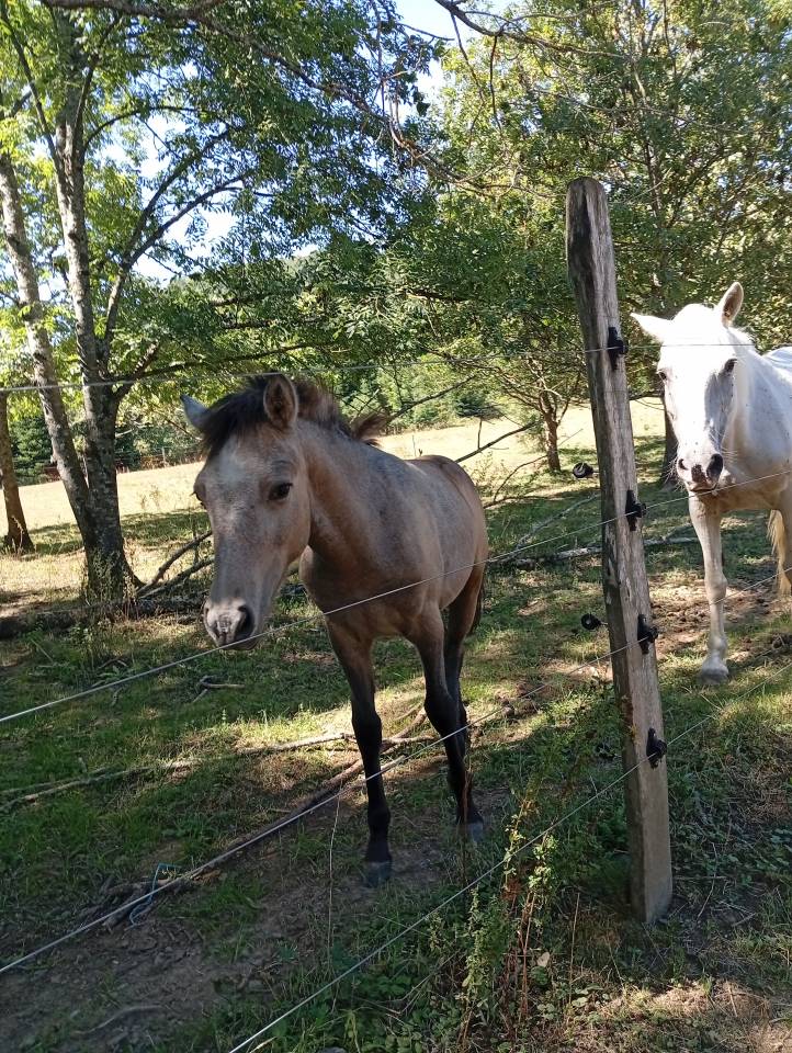 Veulen (ml) Camargue Te koop 2025 Wit