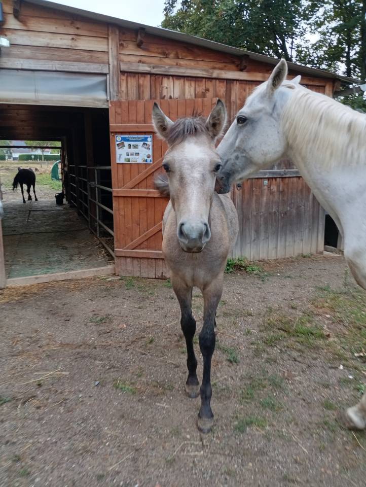 Veulen (ml) Camargue Te koop 2025 Wit