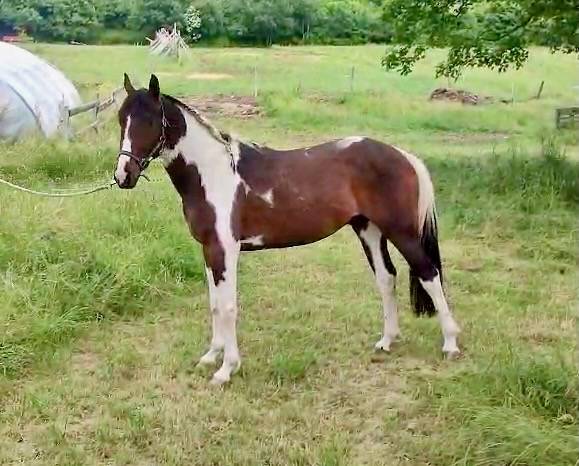 Hengst Selle Français Te koop 2022 Bont