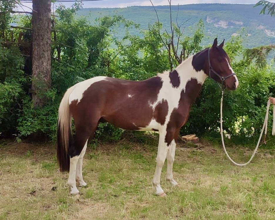 Hengst Selle Français Te koop 2022 Bont