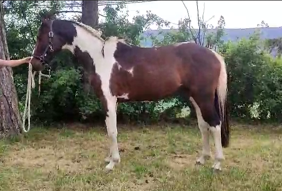 Hengst Selle Français Te koop 2022 Bont