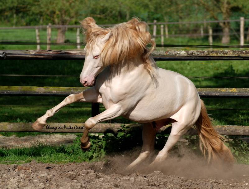 Veulen (ml) PRE Puur Ras Spaans Te koop 2025 Isabel ,  Rionegro