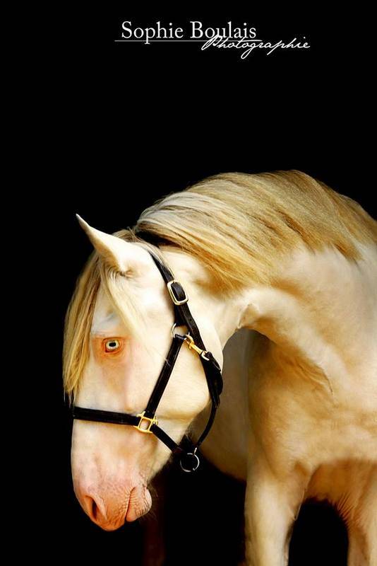 Veulen (ml) PRE Puur Ras Spaans Te koop 2025 Isabel ,  Rionegro