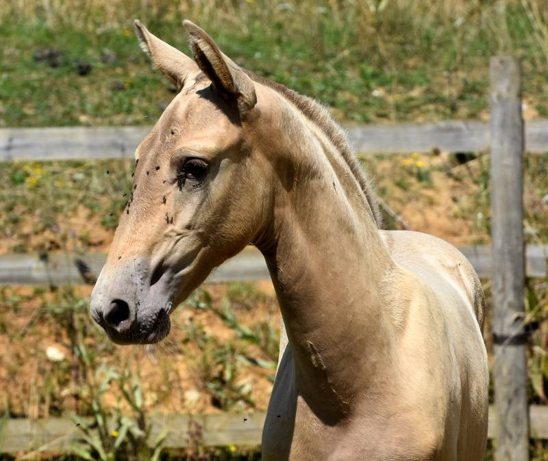 Veulen (vr) PRE Puur Ras Spaans Te koop 2025 Overige kleuren ,  Sueño Carthago