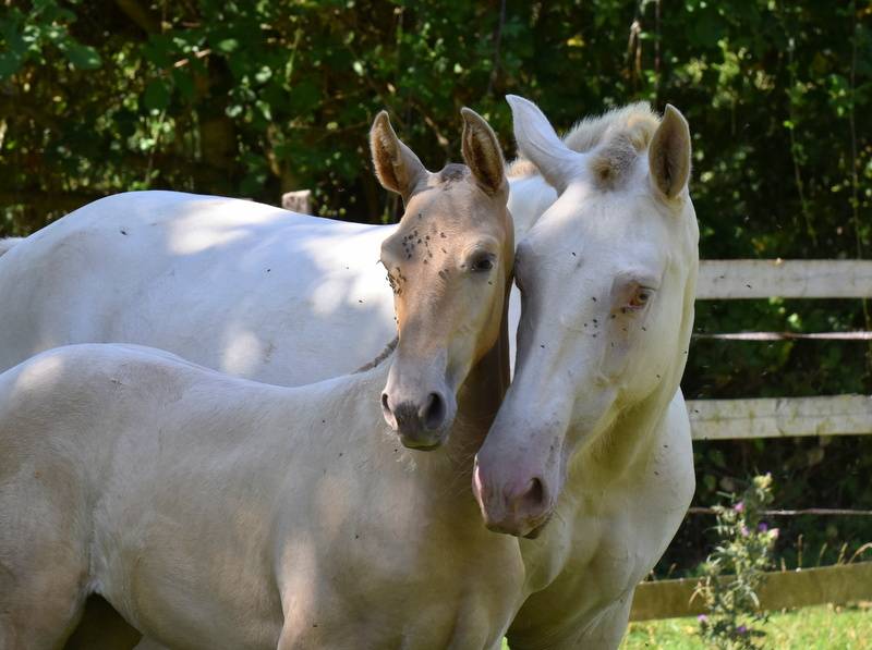 Veulen (vr) PRE Puur Ras Spaans Te koop 2025 Overige kleuren ,  Sueño Carthago