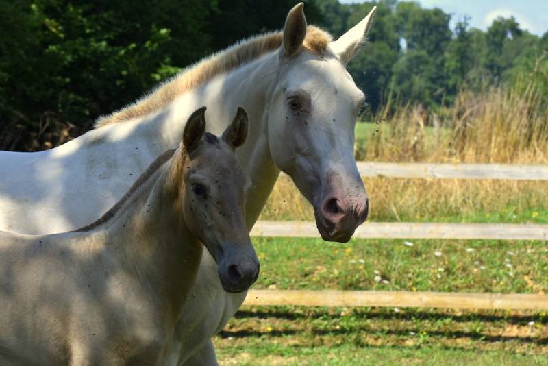 Veulen (vr) PRE Puur Ras Spaans Te koop 2025 Overige kleuren ,  Sueño Carthago