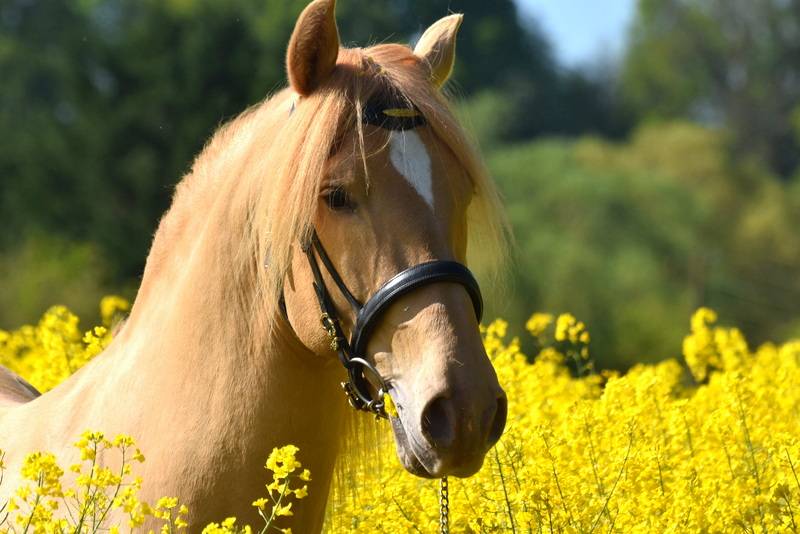 Veulen (vr) PRE Puur Ras Spaans Te koop 2025 Overige kleuren ,  Sueño Carthago