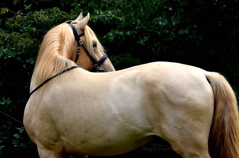 Veulen (vr) PRE Puur Ras Spaans Te koop 2025 Overige kleuren ,  Sueño Carthago