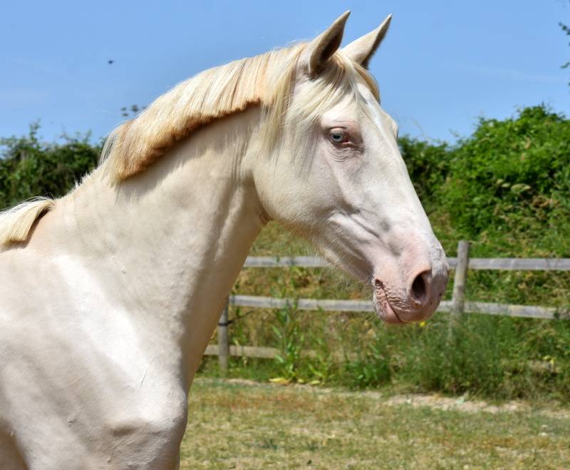 Veulen (vr) PRE Puur Ras Spaans Te koop 2023 Crème ,  Rionegro