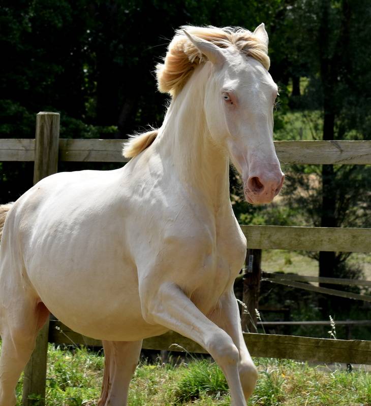 Veulen (vr) PRE Puur Ras Spaans Te koop 2023 Crème ,  Rionegro