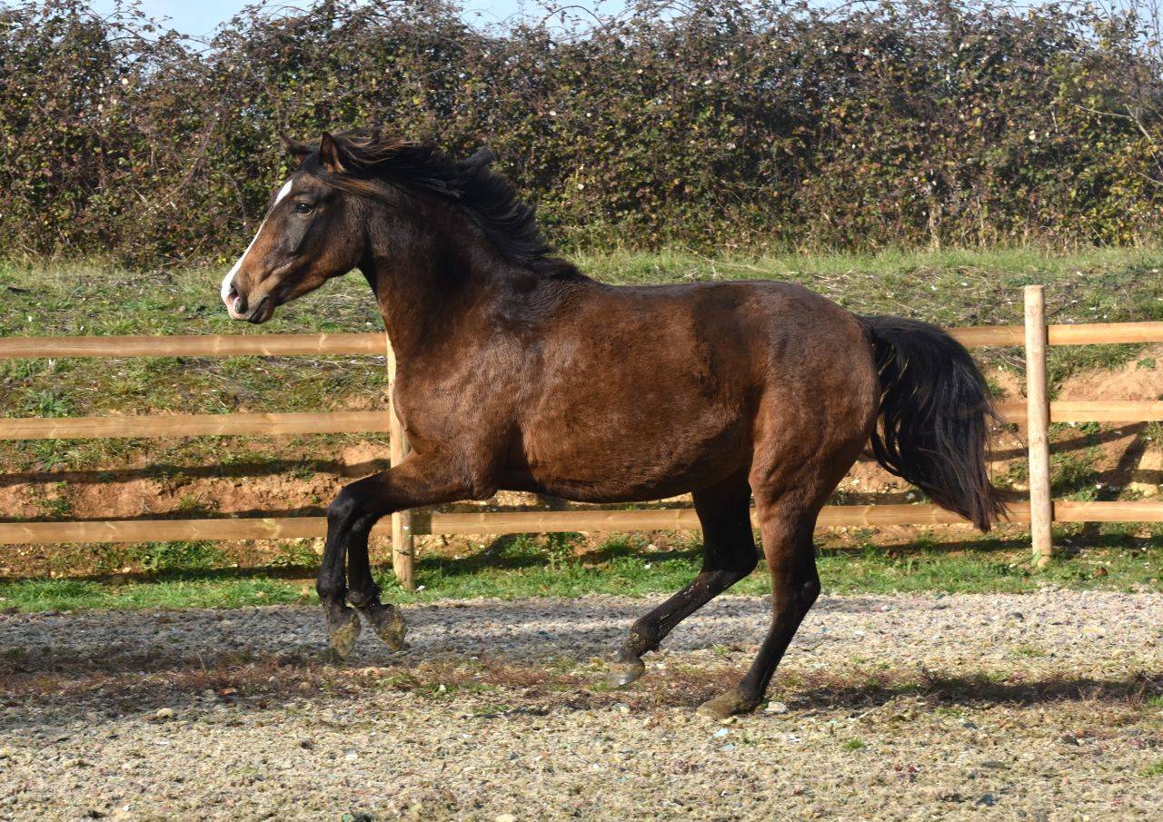 Veulen (vr) PRE Puur Ras Spaans Te koop 2023 Crème ,  Rionegro