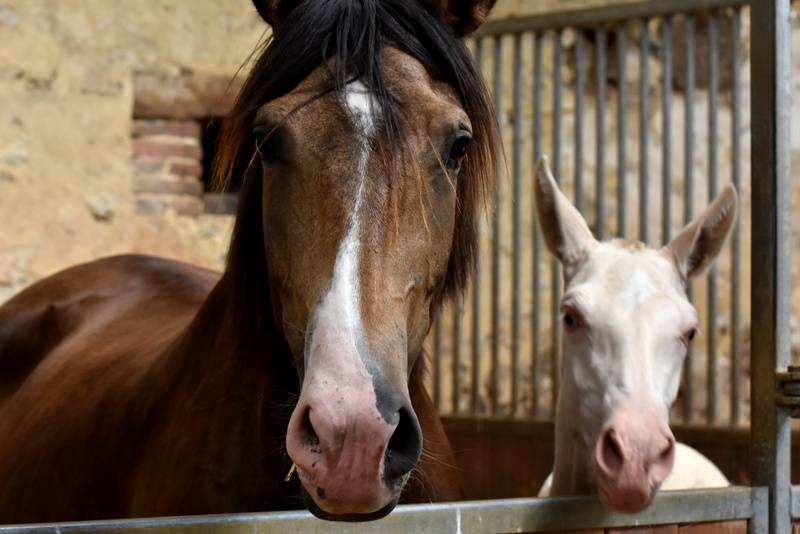 Veulen (vr) PRE Puur Ras Spaans Te koop 2023 Crème ,  Rionegro