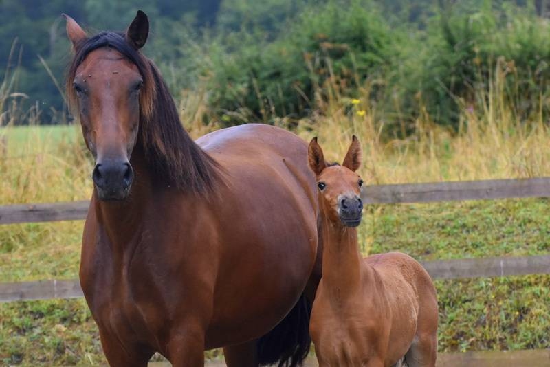Veulen (ml) PRE Puur Ras Spaans Te koop 2024 Donker bruin / bai ,  Botero LH