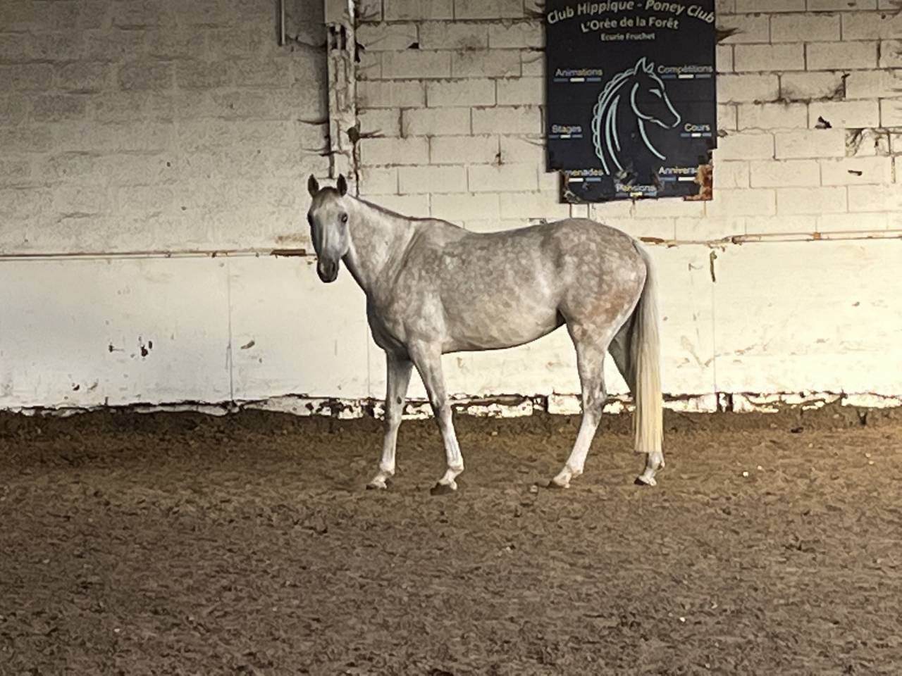 Merrie Selle Français Te leen 2016 Schimmel ,  UPSILON VAN DE HEFFINCK