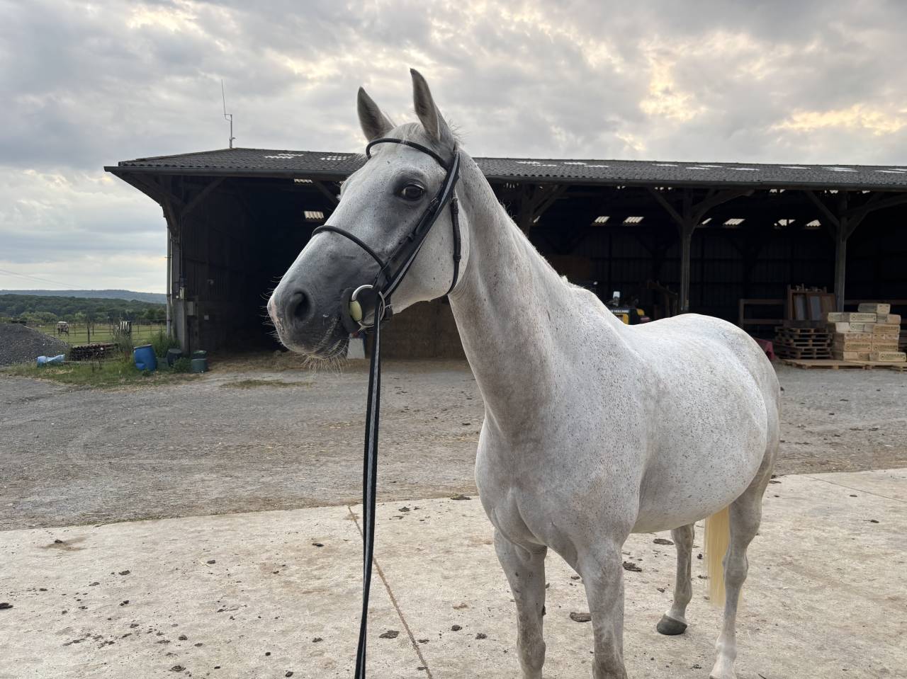 Merrie Selle Français Te leen 2016 Schimmel ,  UPSILON VAN DE HEFFINCK