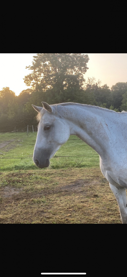 Merrie Selle Français Te leen 2016 Schimmel ,  UPSILON VAN DE HEFFINCK