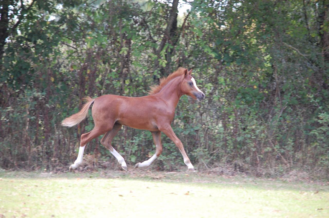 Veulen (vr) Welsh Pony (Section A) Te koop 2025 Vos ,  LUCKY CHARM CHERY