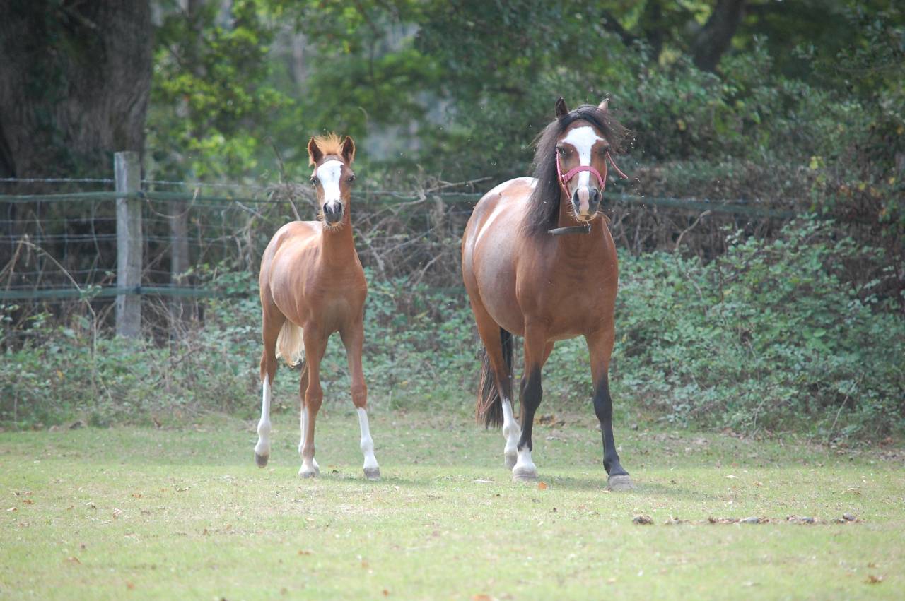 Veulen (vr) Welsh Pony (Section A) Te koop 2025 Vos ,  LUCKY CHARM CHERY