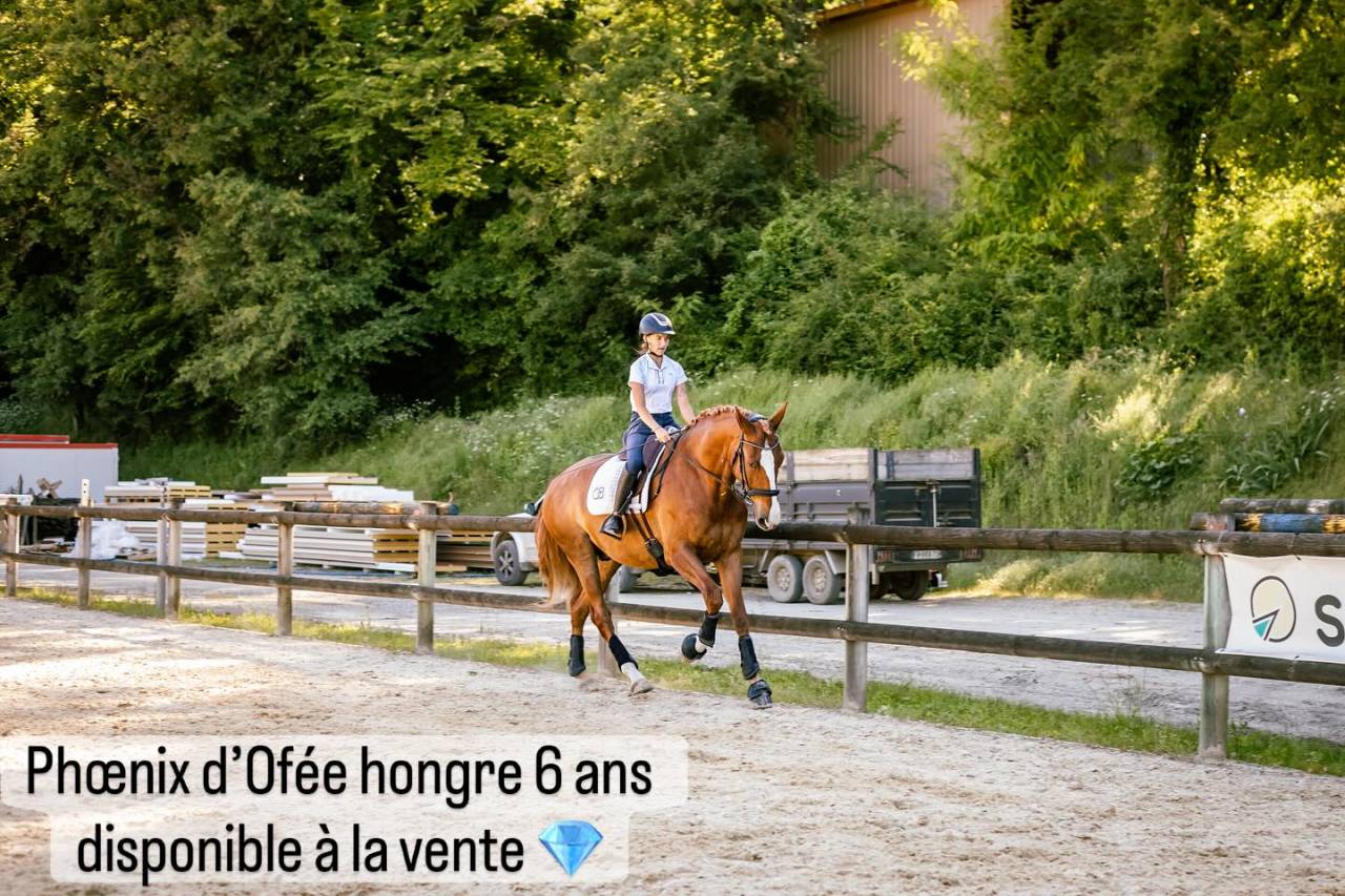 Ruin Lusitano Te koop 2019 Vos ,  EROS 