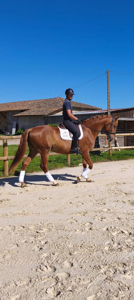 Ruin Lusitano Te koop 2019 Vos ,  EROS 