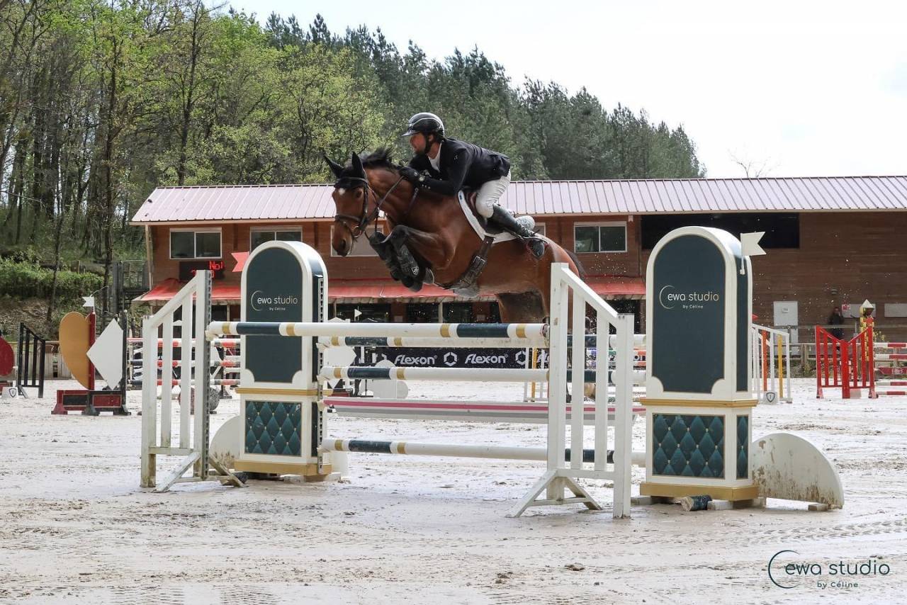 Merrie Selle Français Te koop 2018 Donker bruin / bai ,  OGANO SITTE