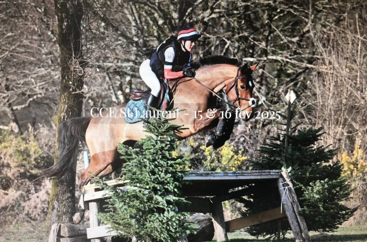 Merrie Selle Français Te koop 2018 Donker bruin / bai ,  OGANO SITTE