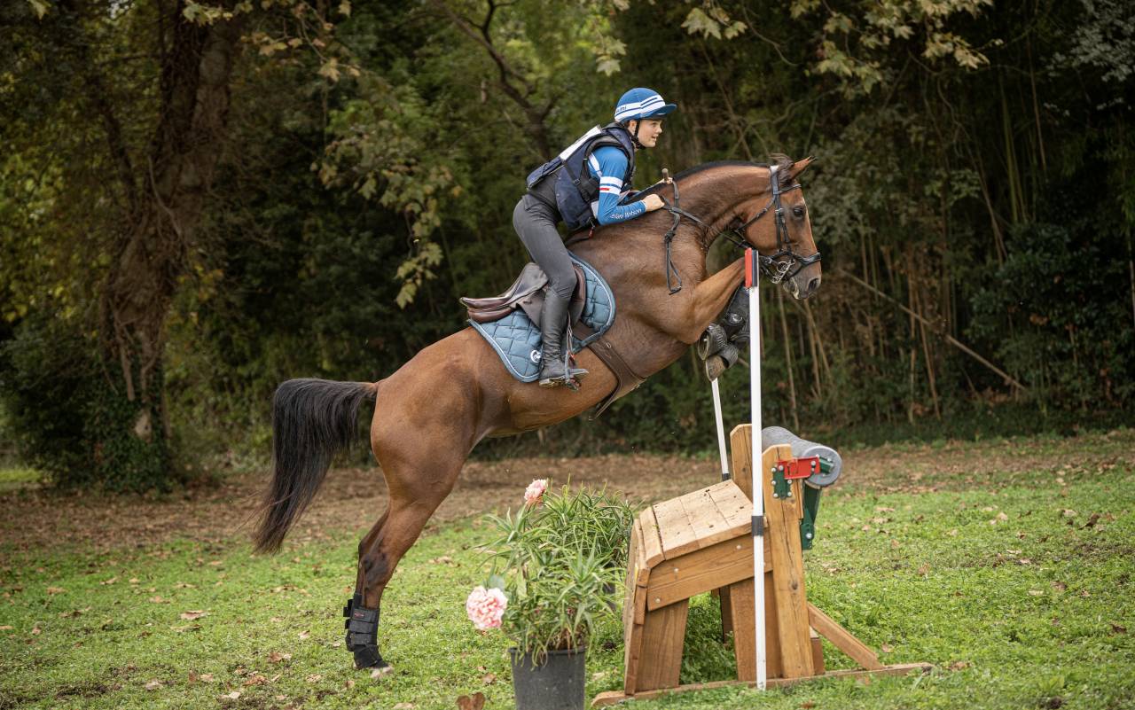 Merrie Selle Français Te koop 2018 Donker bruin / bai ,  OGANO SITTE
