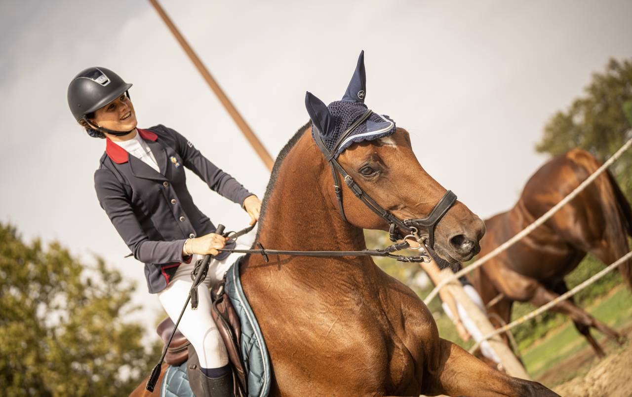 Merrie Selle Français Te koop 2018 Donker bruin / bai ,  OGANO SITTE