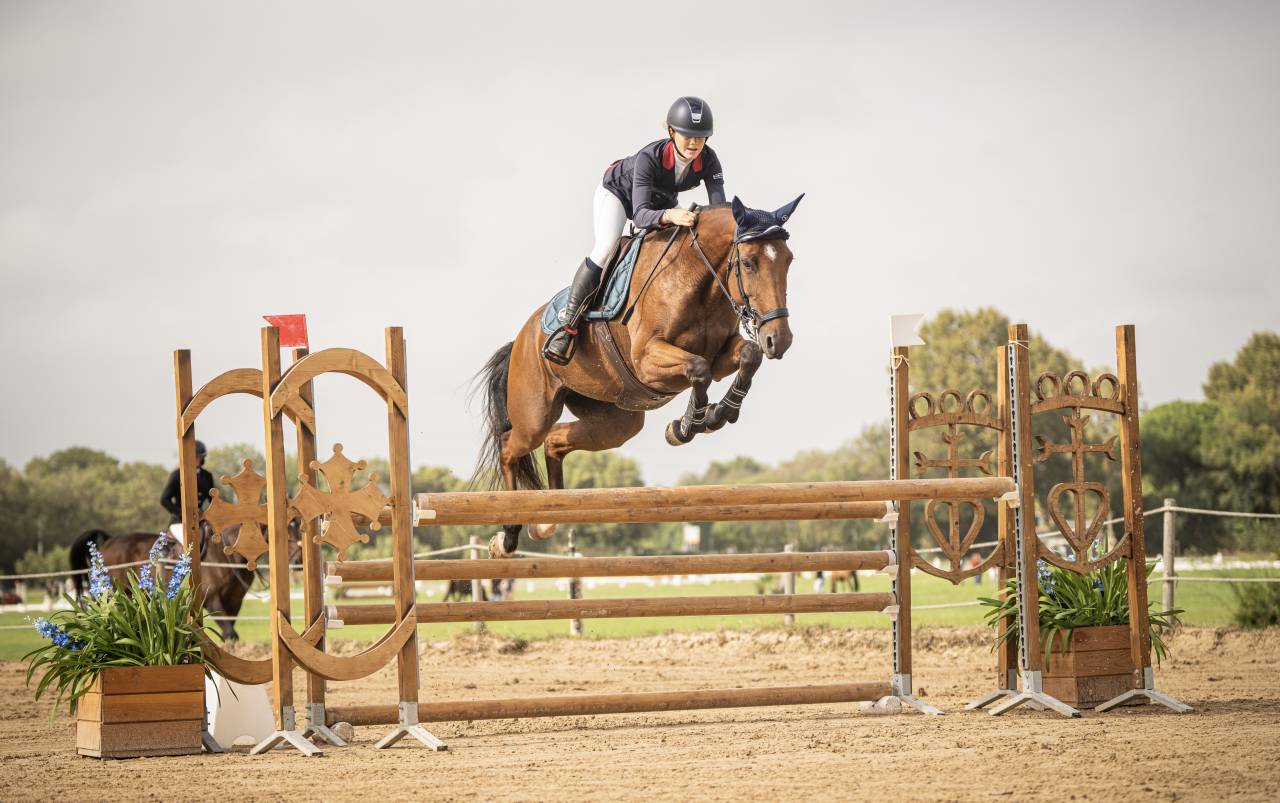 Merrie Selle Français Te koop 2018 Donker bruin / bai ,  OGANO SITTE